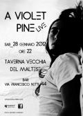 A Violet Pine in concerto